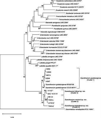 Frontiers | Description Of Three Novel Species Of Scandinavium ...